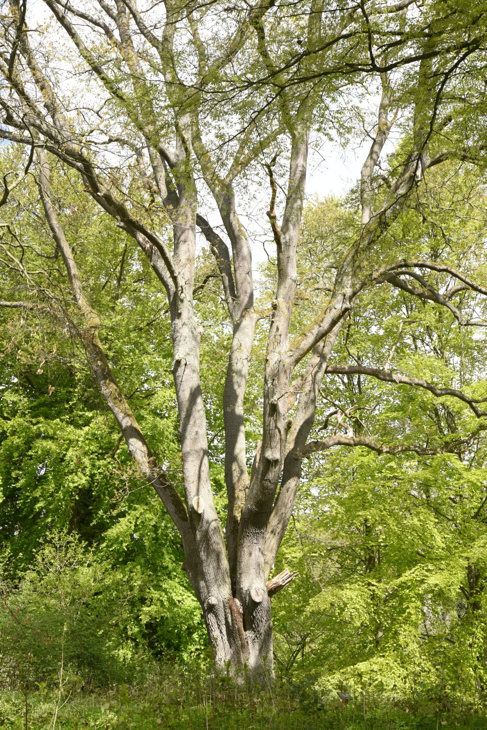 'Mespilifolia' petraea Quercus