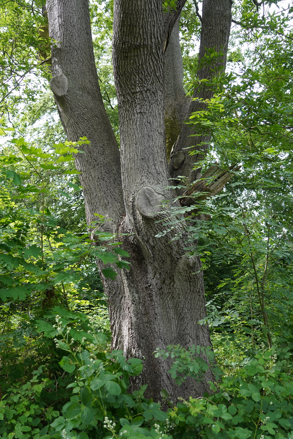 Mispelblättrige Trauben-Eiche - Ralswieck - Juni 2022