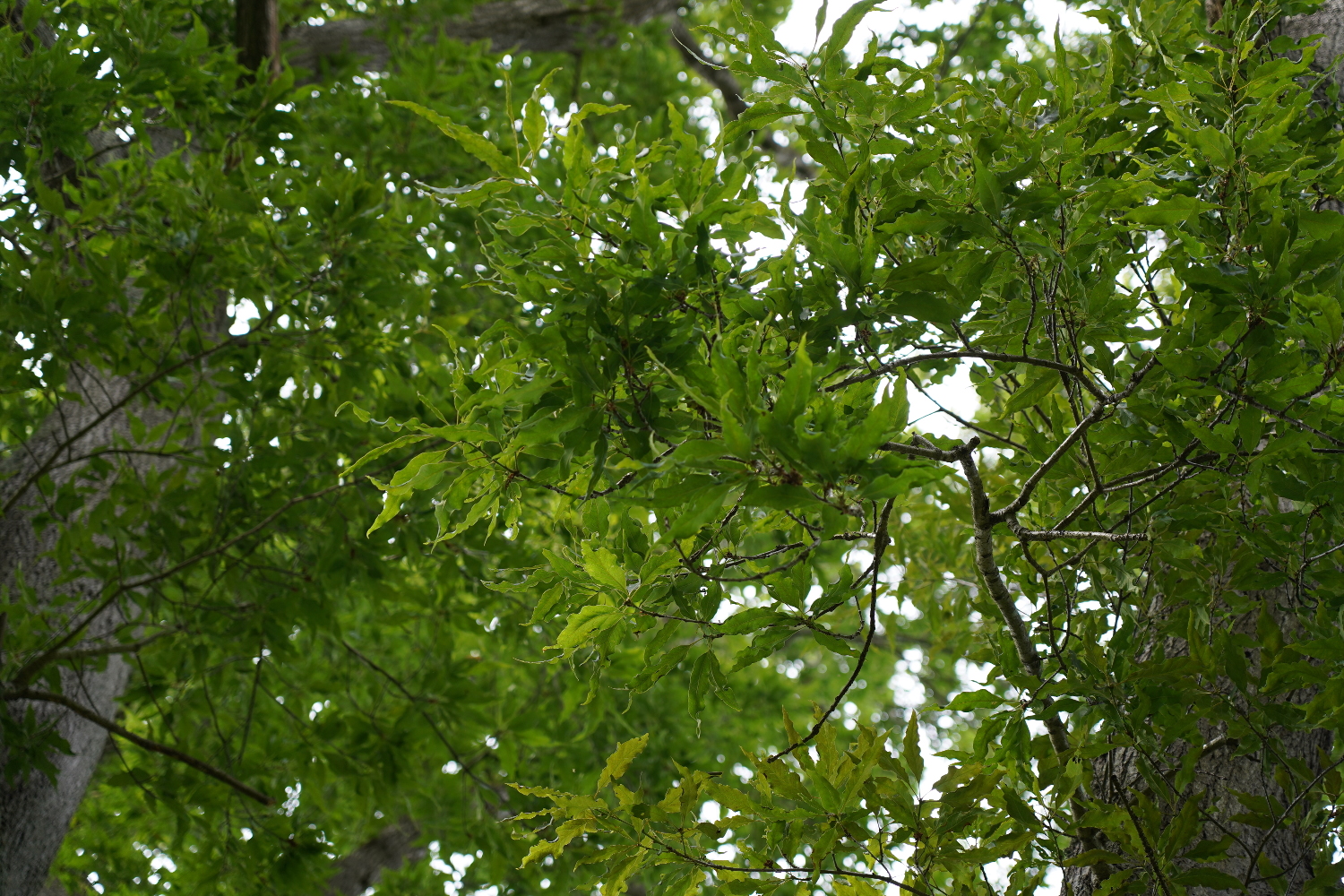 Mispelblättrige Trauben-Eiche - Ralswieck - Juni 2022