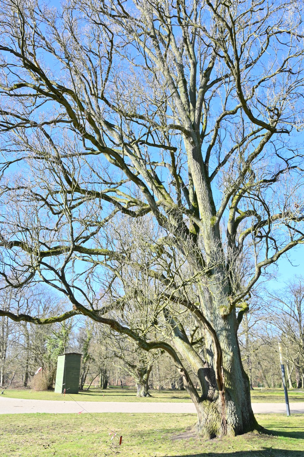 Fastigiata-Gruppe Quercus robur