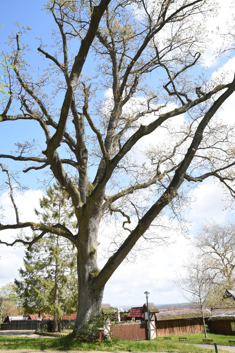 'Mespilifolia' petraea Quercus