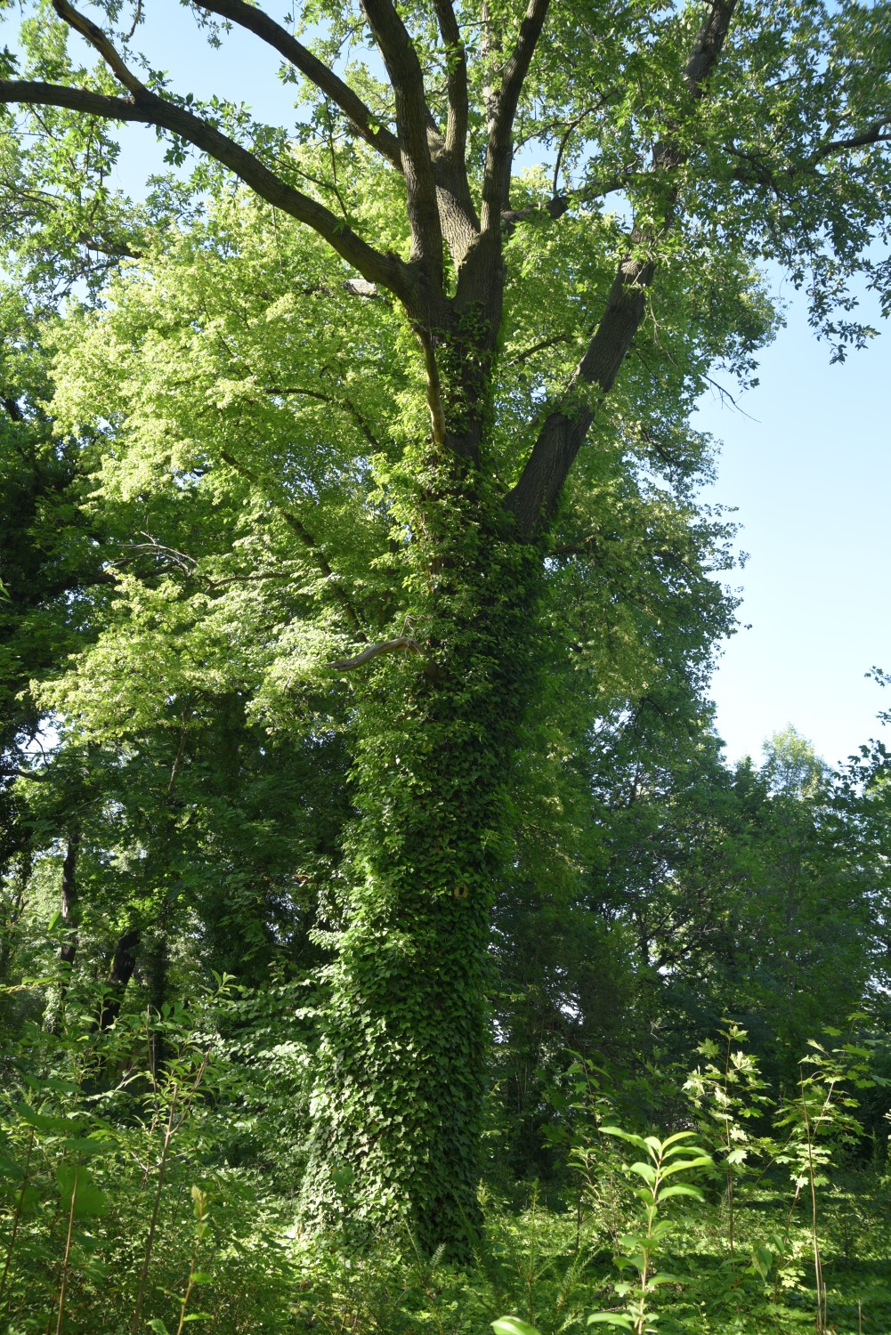 Quercus cerris - Berlin, Treptower Park - 2018