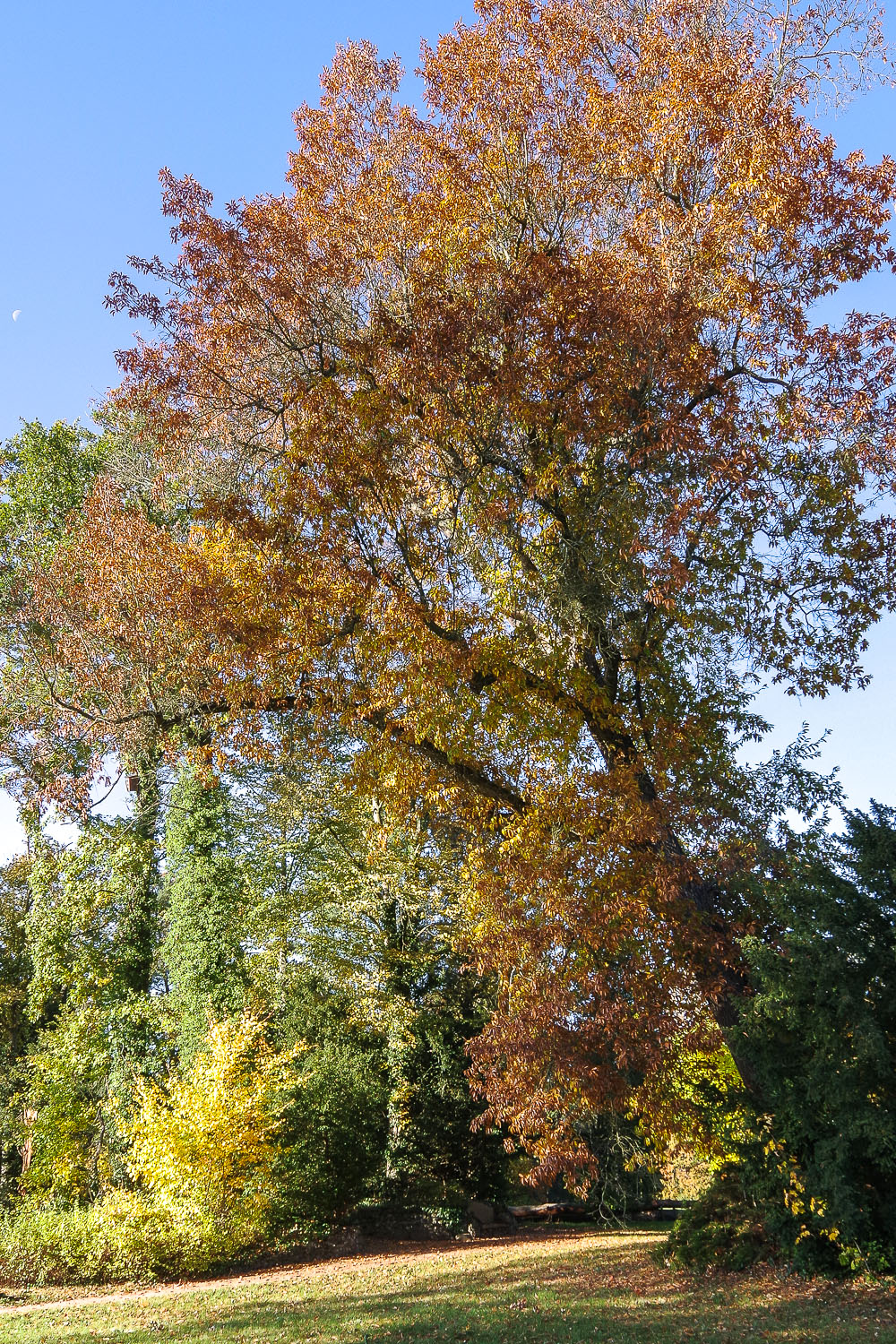 Quercus imbricata - Wörlitz - Okt. 2021