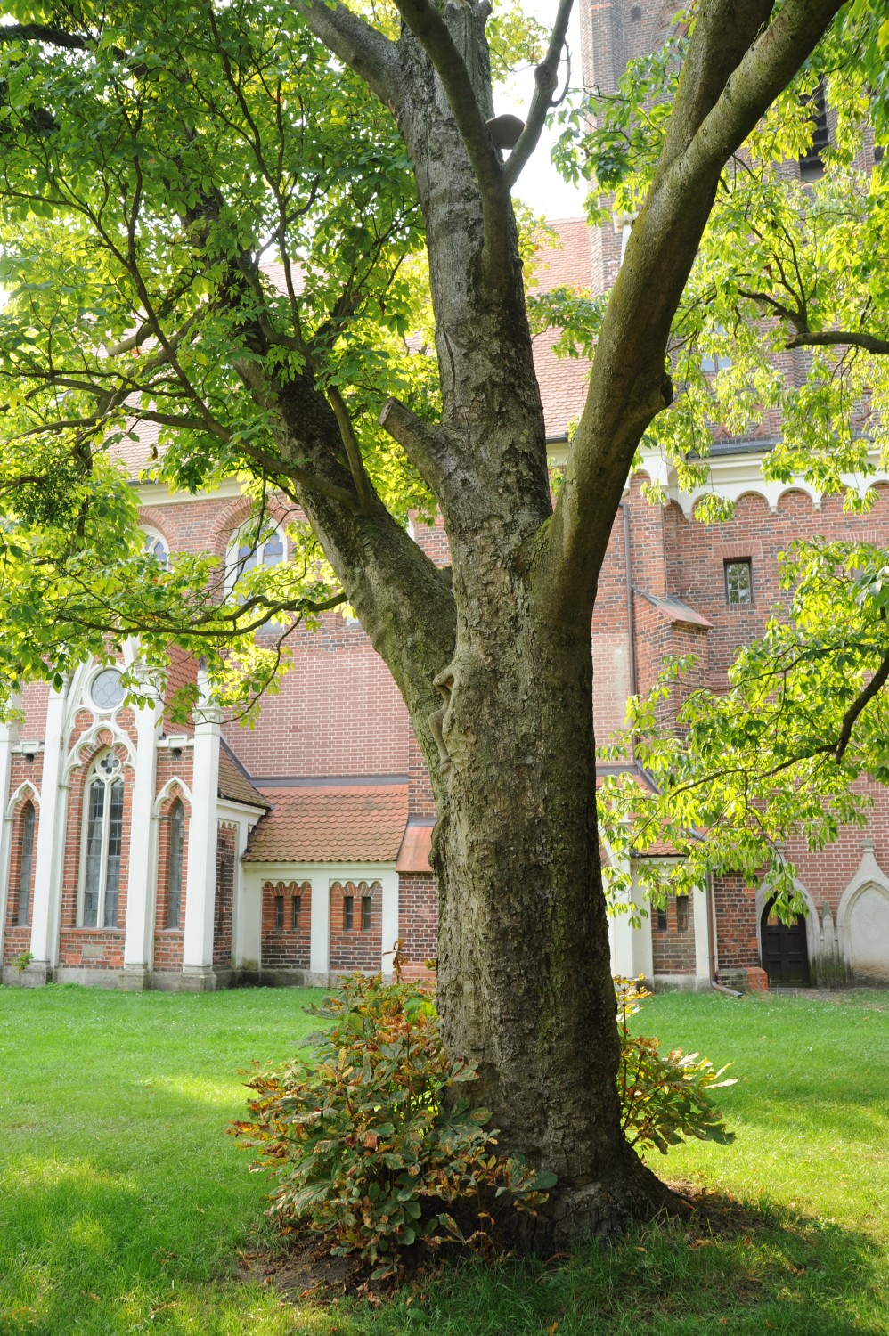 Aesculus × bushii - Wörlitz - 2013