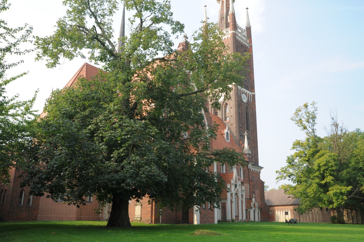 Aesculus × carnea - Wörlitz - 2013