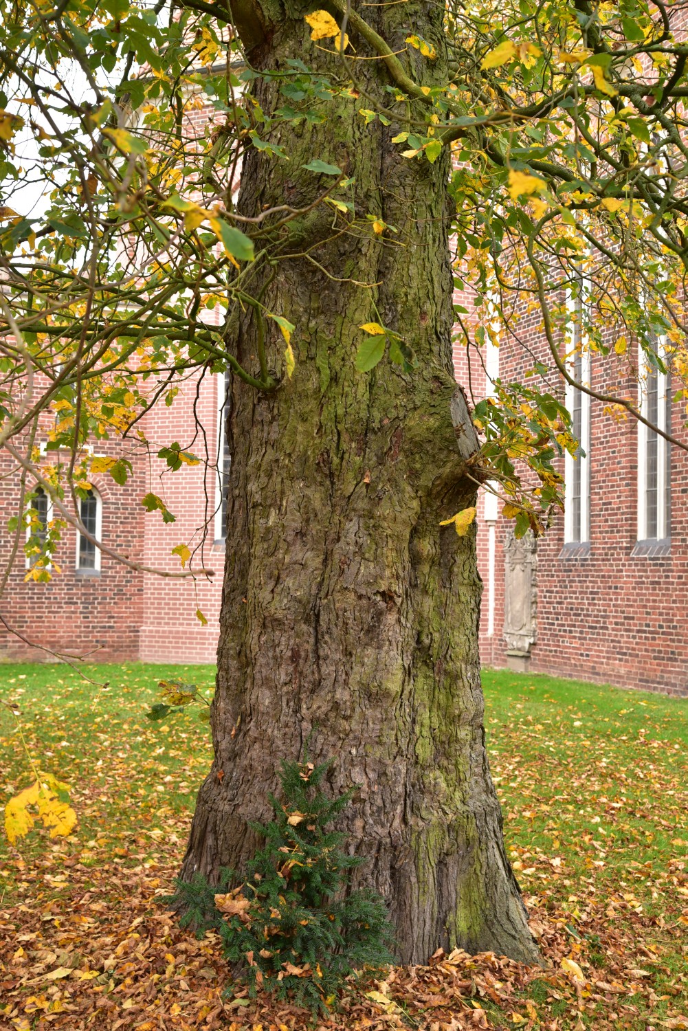 Aesculus × carnea - Wörlitz - 2017