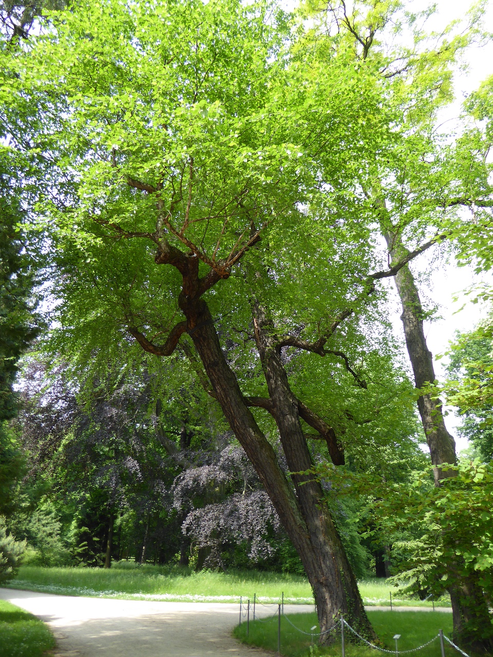 Betula nigra - Dresden-Pillnitz - Mai 2016