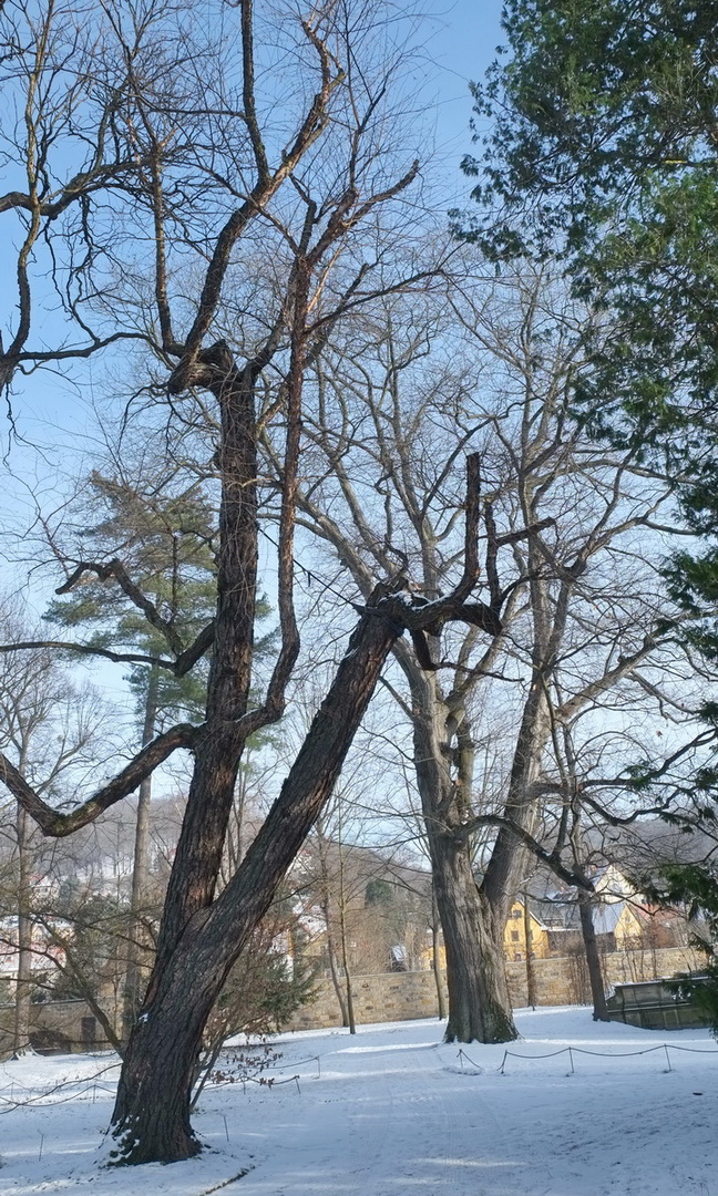 Betula nigra - Pillnitz - November 2013
