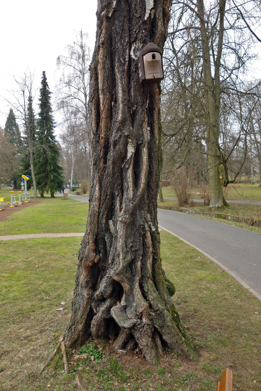 Betula pendula - ALEA-Park Bad Orb - April 2013