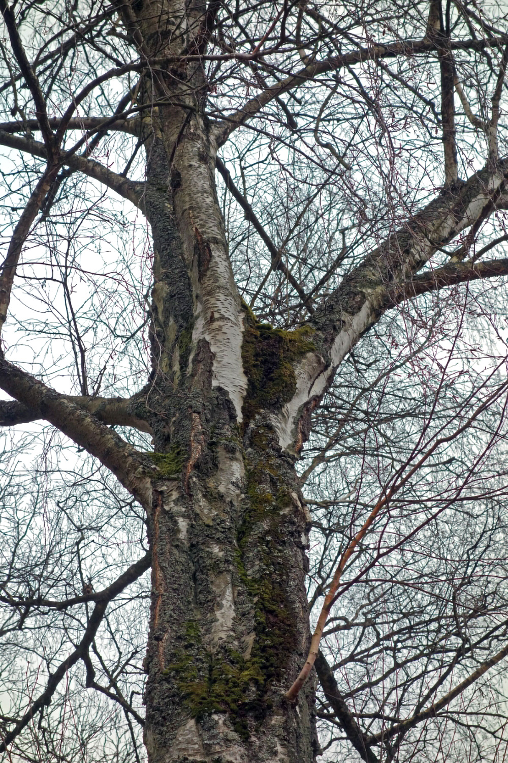 Betula pendula - ALEA-Park Bad Orb - April 2013