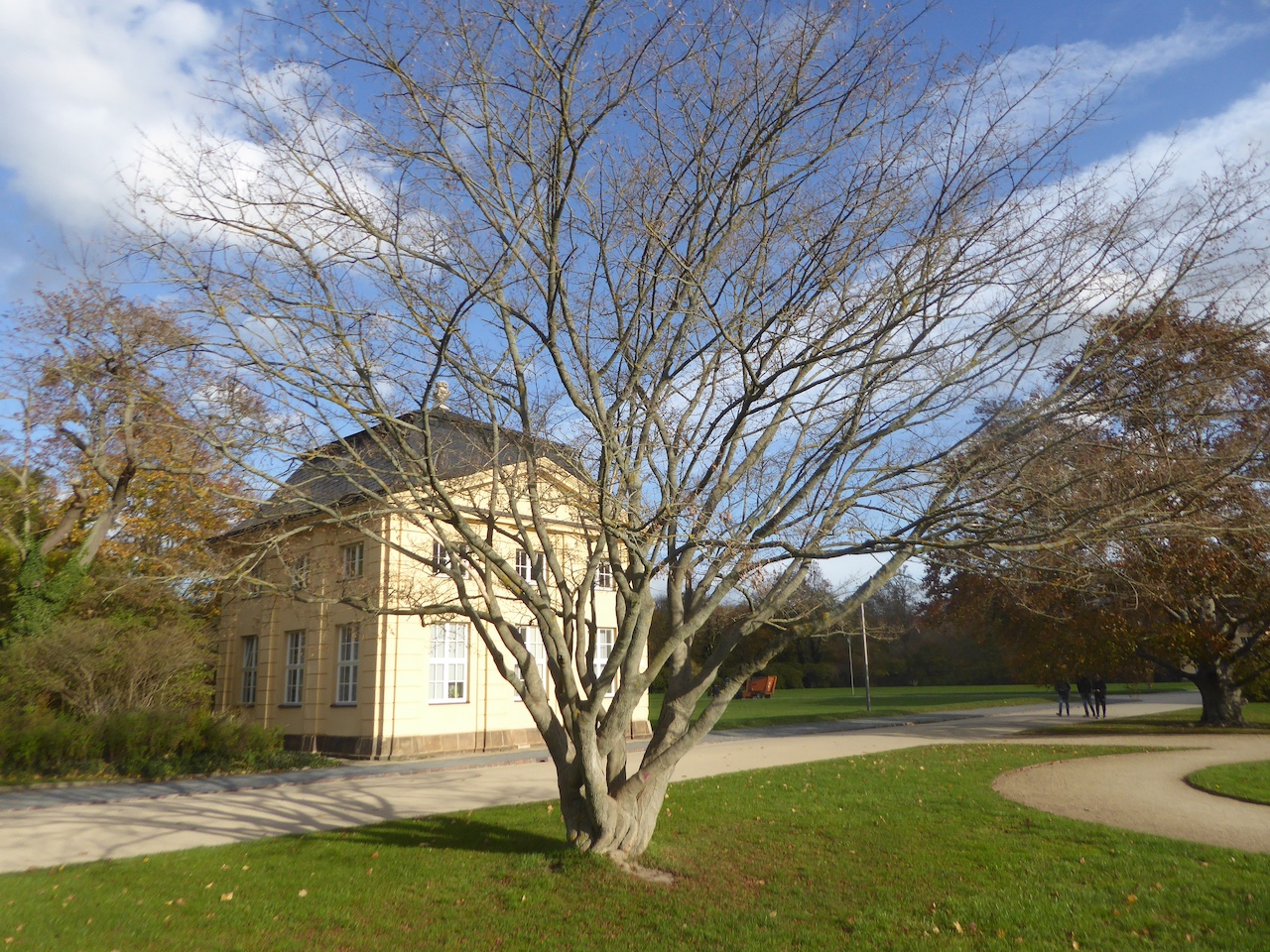 Acer cissifolium - Dresden - Dezember 2022