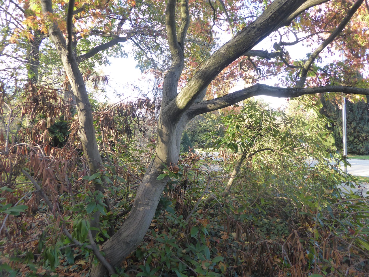'Linearilobum' Acer palmatum