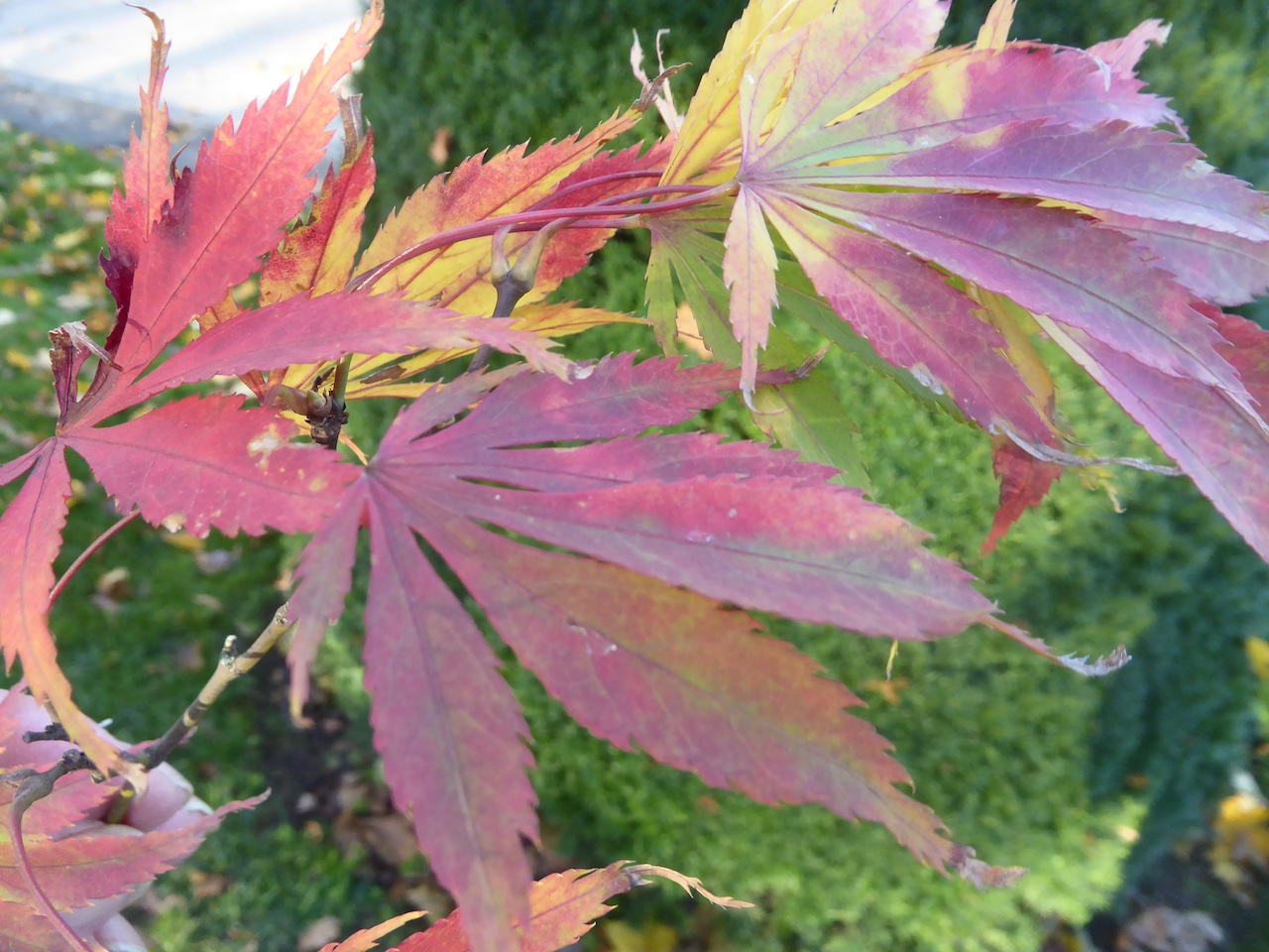 Acer palmatum 'Linearilobum' - Dresden - Dezember 2022