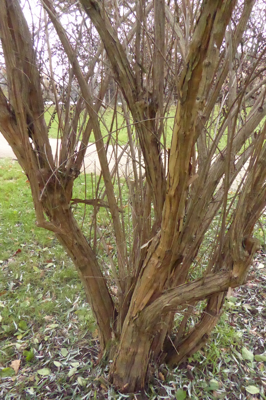 alternifolia Buddleja