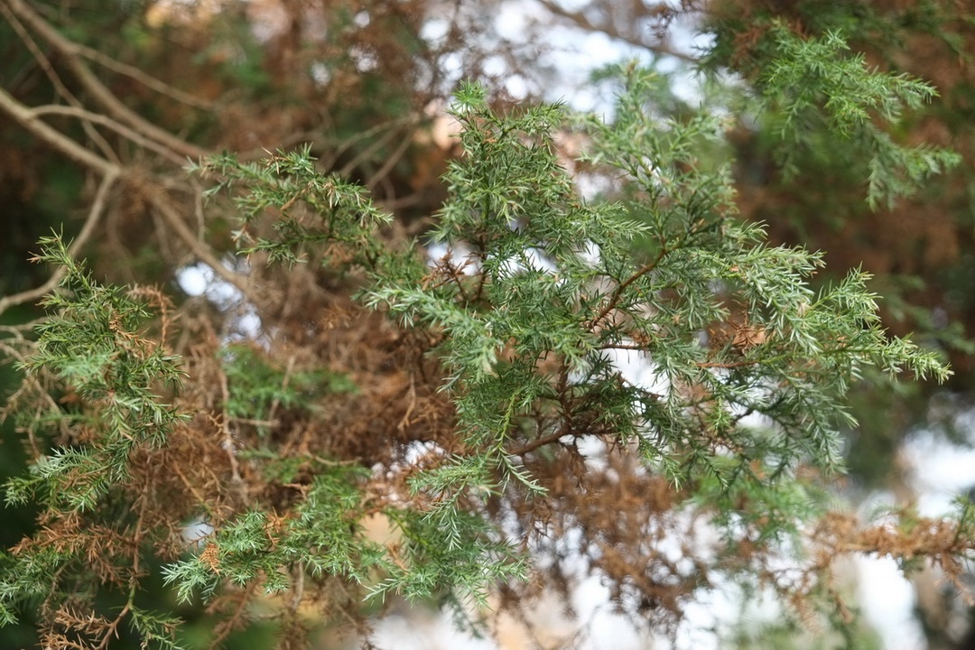 Chamaecyparis pisifera 'Boulevard' - Dresden-Pillnitz - Dezember 2013