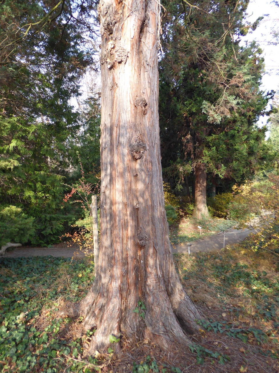 Chamaecyparis pisifera 'Boulevard' - Dresden-Pillnitz - November 2019