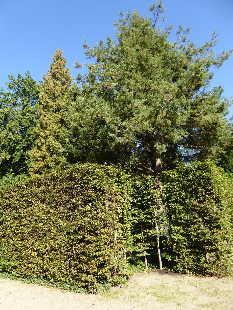 'Boulevard' Chamaecyparis pisifera