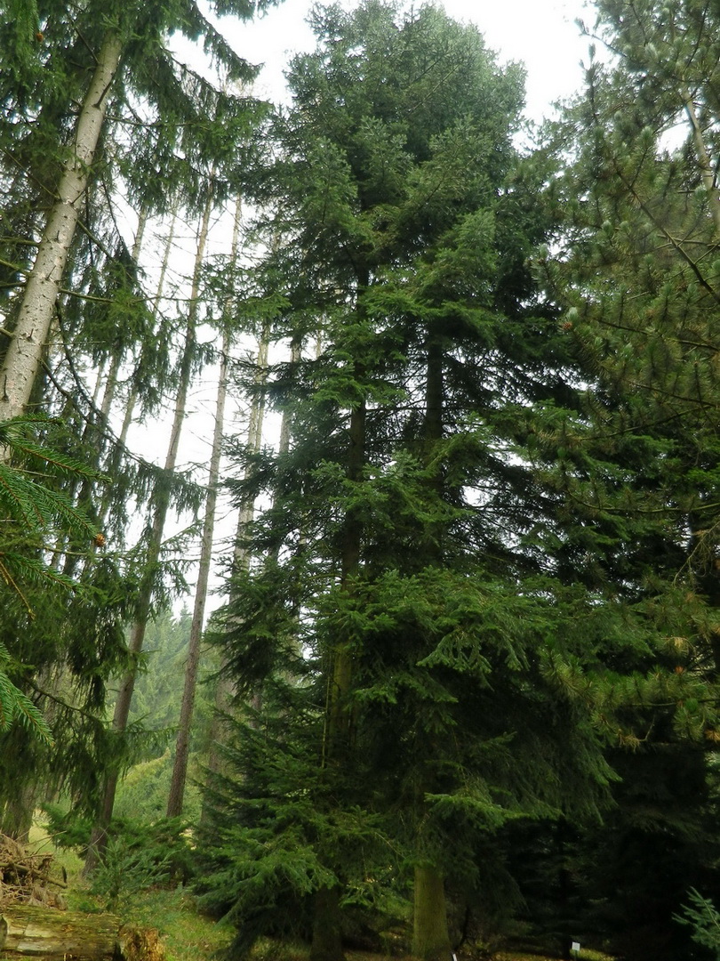 Abies borisii-regis - Augustusburg - März 2014