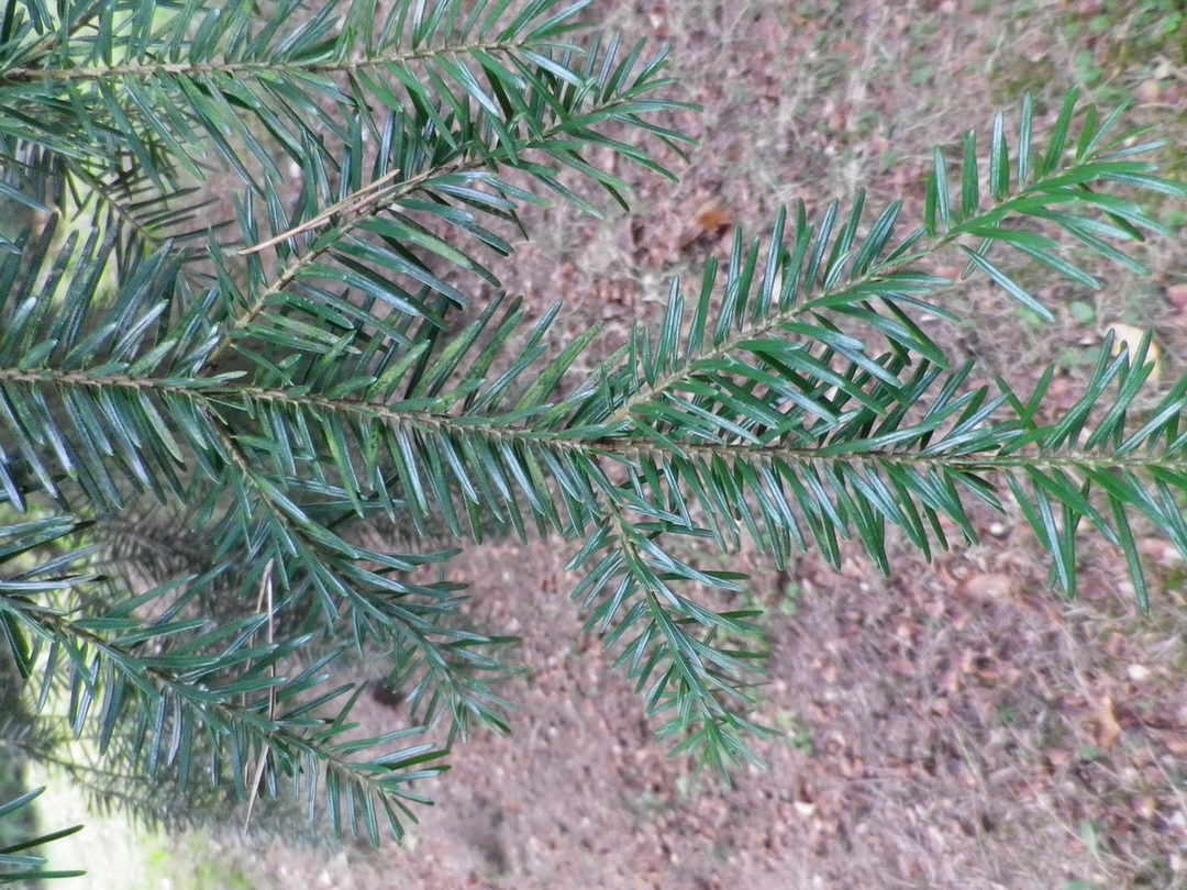 Abies borisii-regis - Augustusburg - März 2014