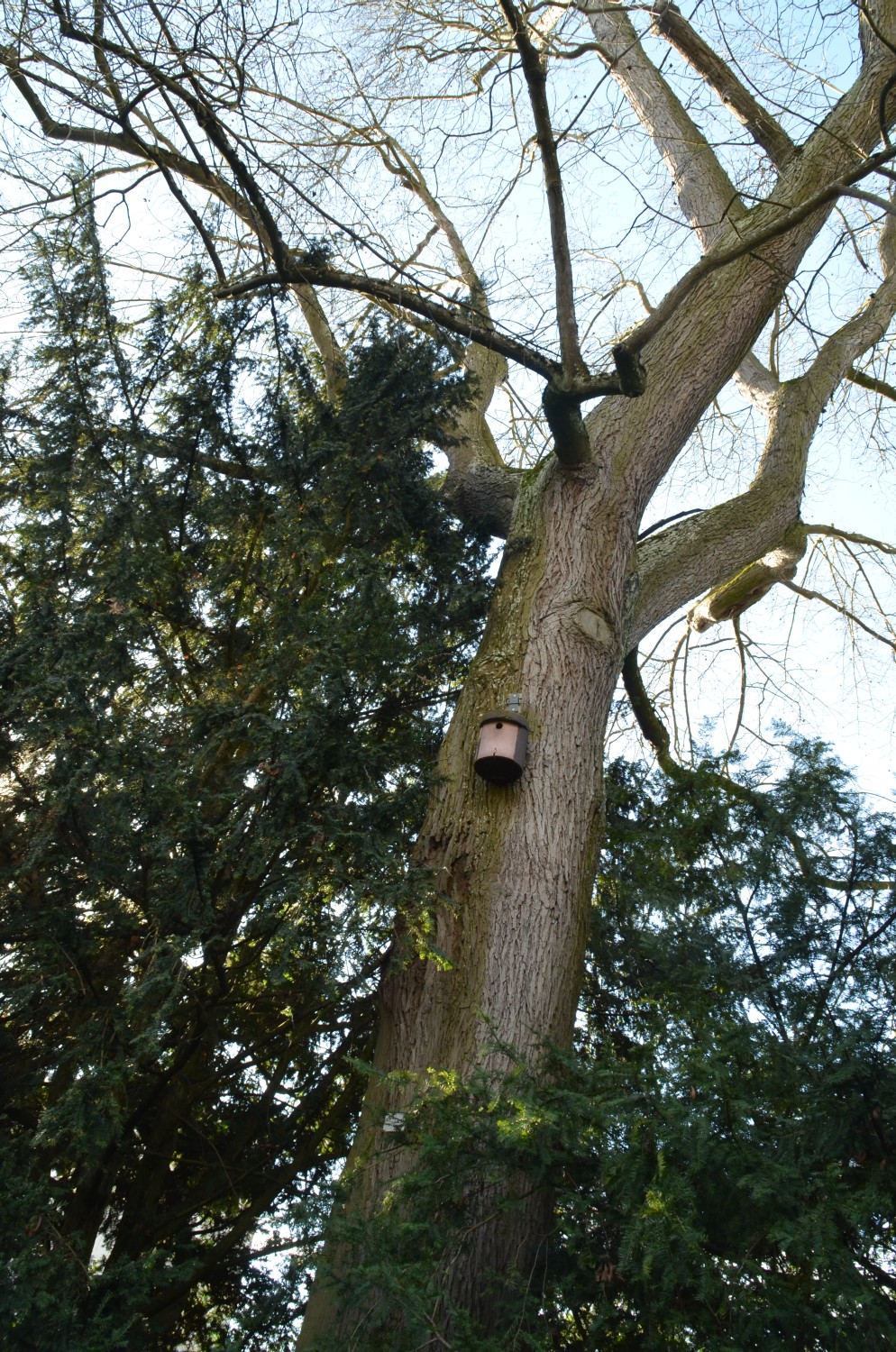 Carya ovata - Stuttgart-Hohenheim - 2021