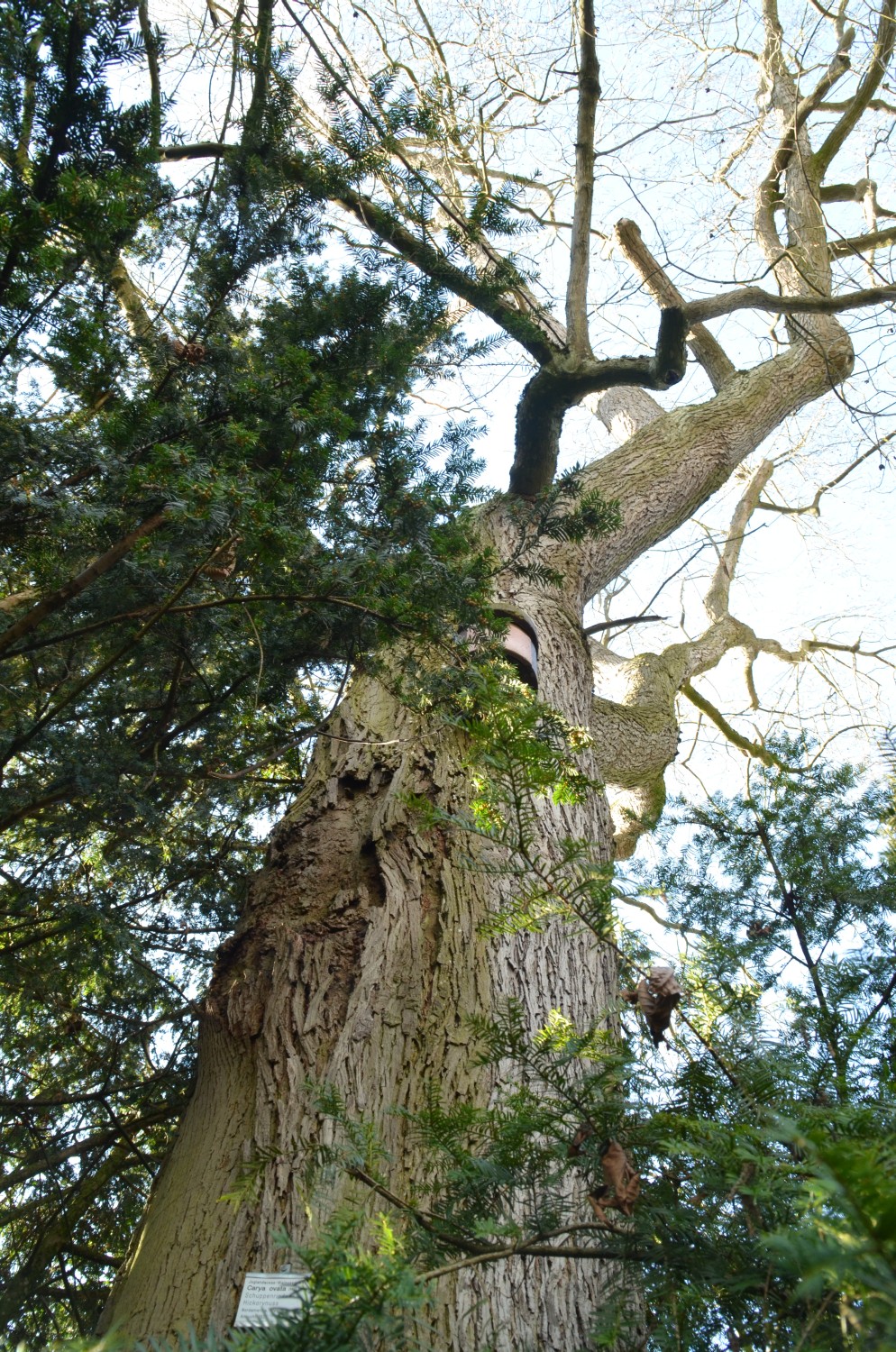 Carya ovata - Stuttgart-Hohenheim - 2021