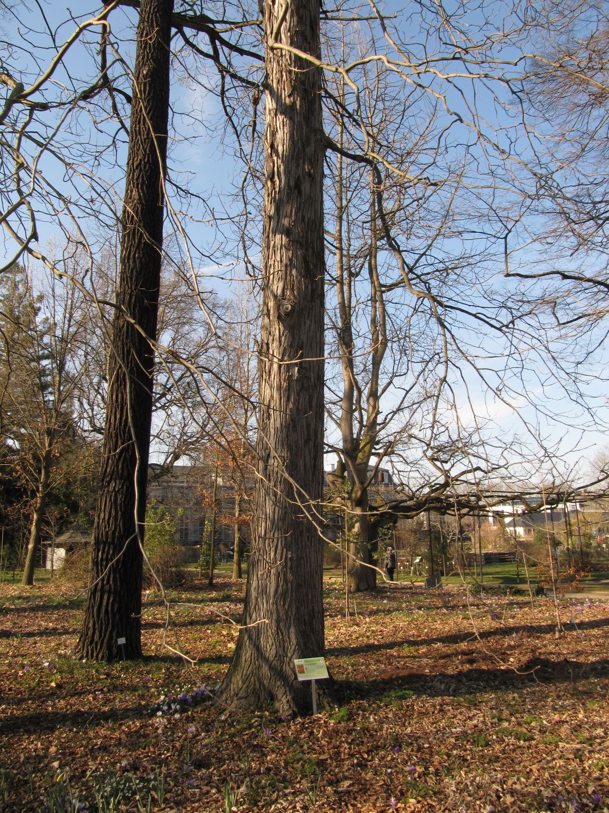 Carya ovata - Bonn - Jan. 2023