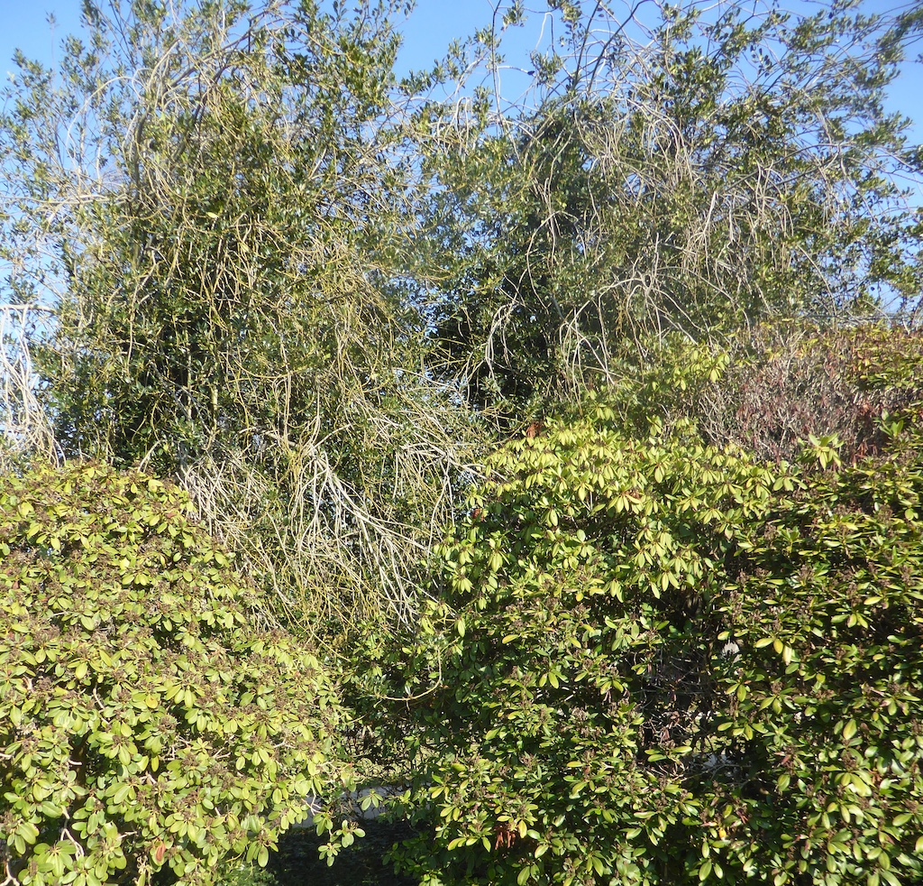 'Laurifolia' aquifolium Ilex