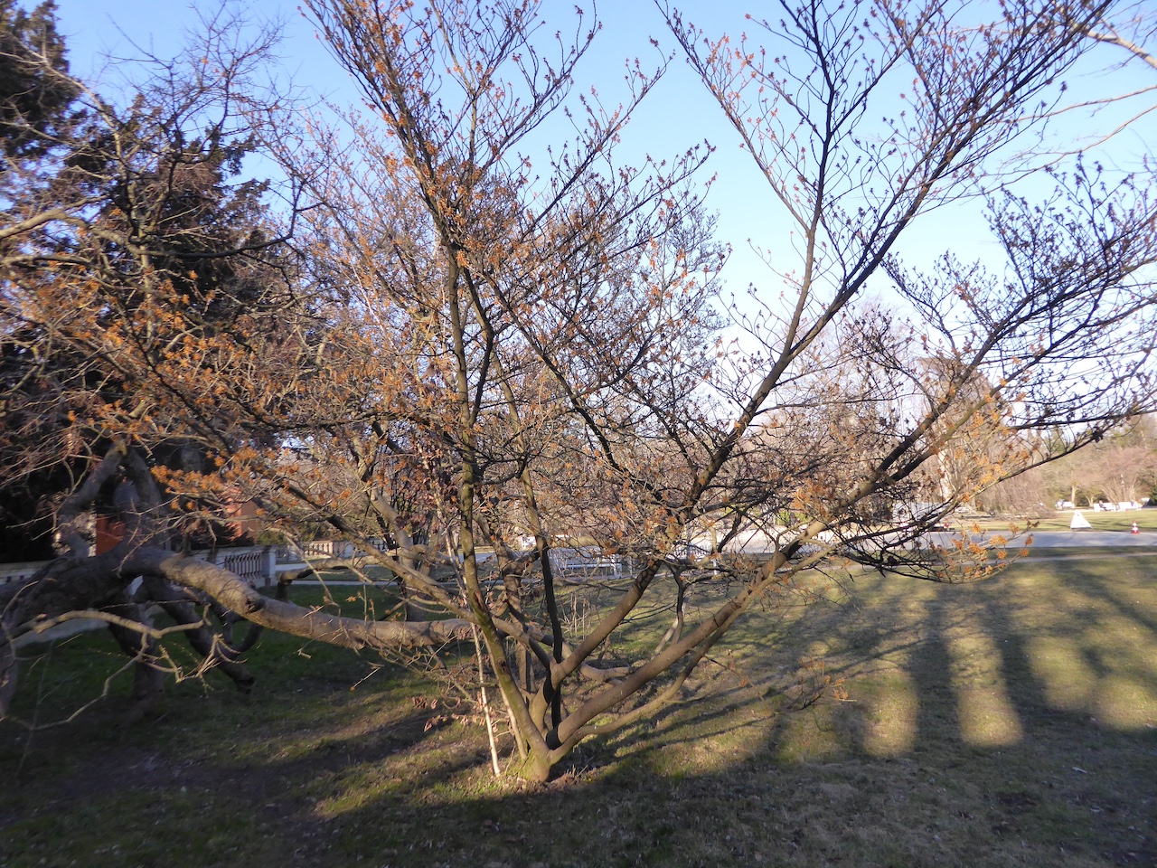 'Orange Beauty' × intermedia Hamamelis