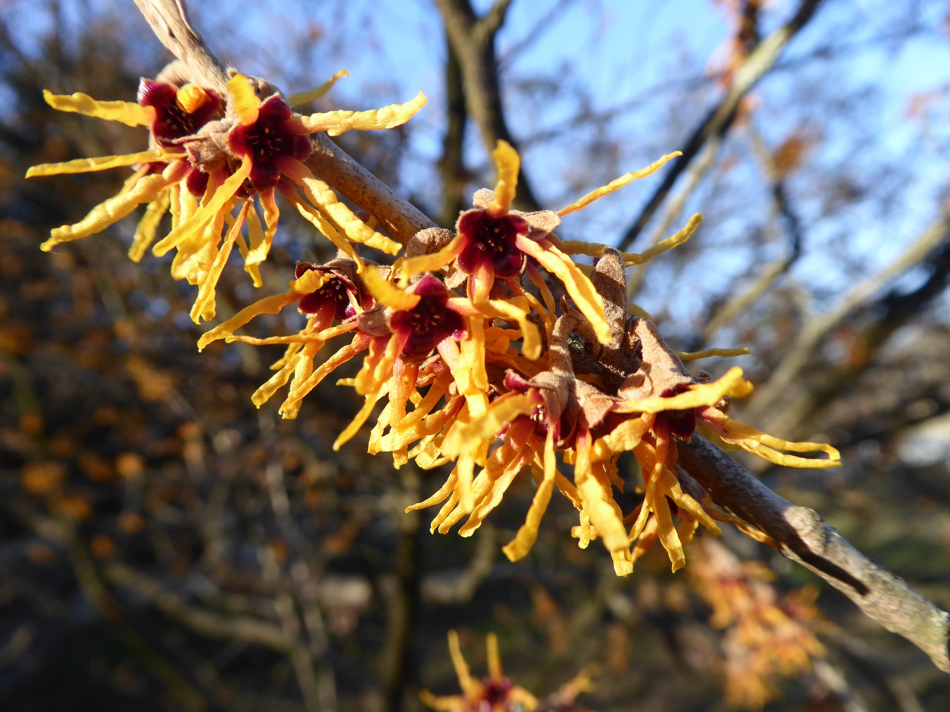Hamamelis x intermedia 'Orange Beauty' - Dresden - Dezember 2022
