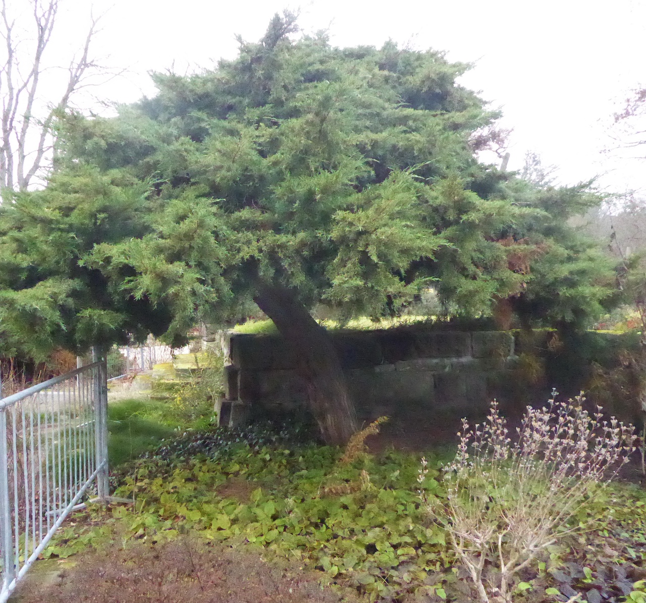 Juniperus x pfitzeriana - Dresden - Dezember 2022