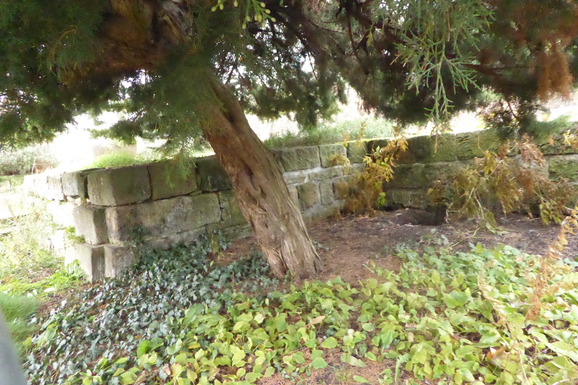 Juniperus x pfitzeriana - Dresden - Dezember 2022