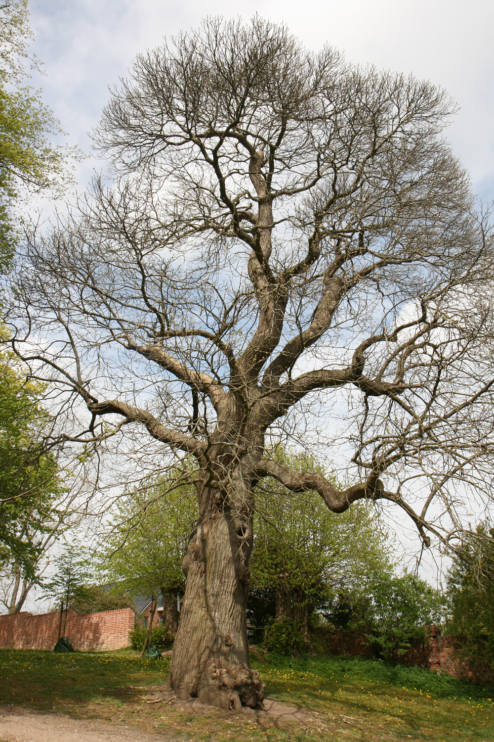 Castanea sativa - Bordesholm - Mai 2022
