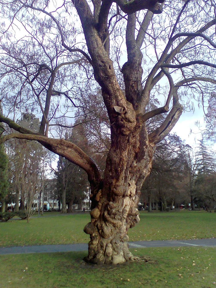 Catalpa bignonioides - Bonn-Bad Godesberg - 2017