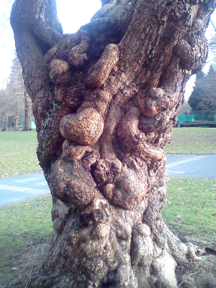Catalpa bignonioides - Bonn-Bad Godesberg - 2017
