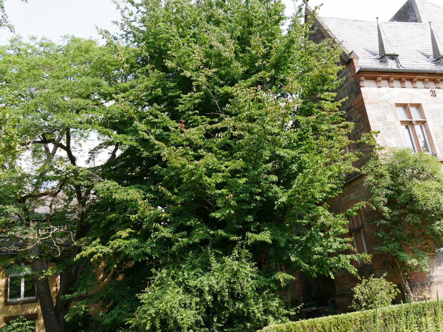 Parrotia persica