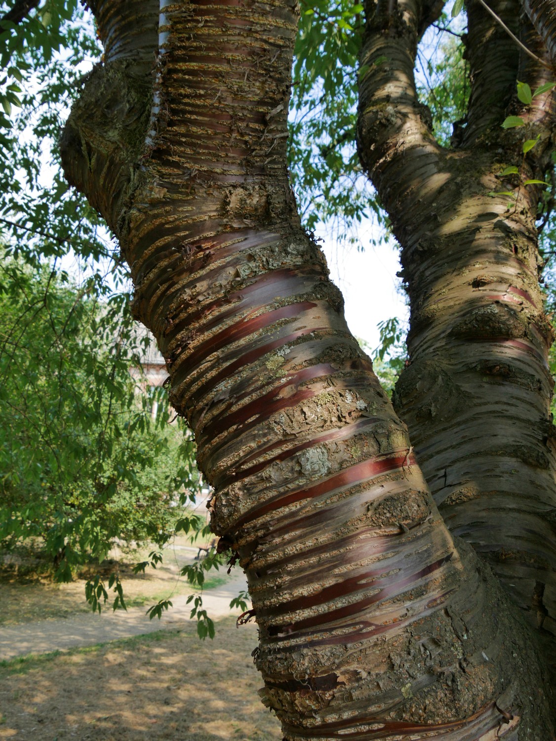 Prunus serrula - Marburg - 2020