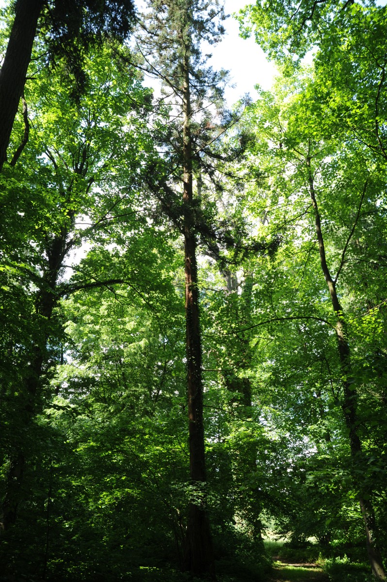 Cryptomeria japonica