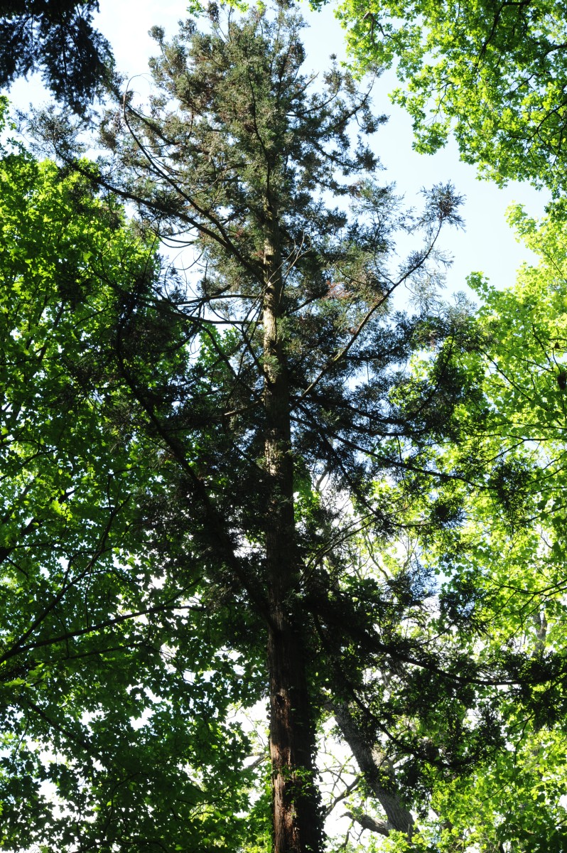 Cryptomeria japonica - Hoppenrade, Prignitz, Gutspark - 2014