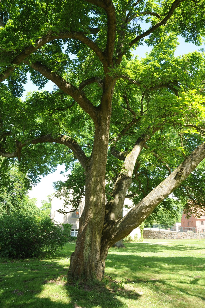 Magnolia kobus - Hoppenrade, Prignitz, Gutspark - 2014