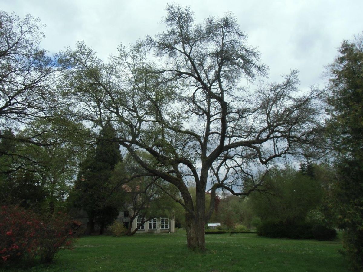 Magnolia kobus - Hoppenrade, Prignitz, Gutspark - 2015