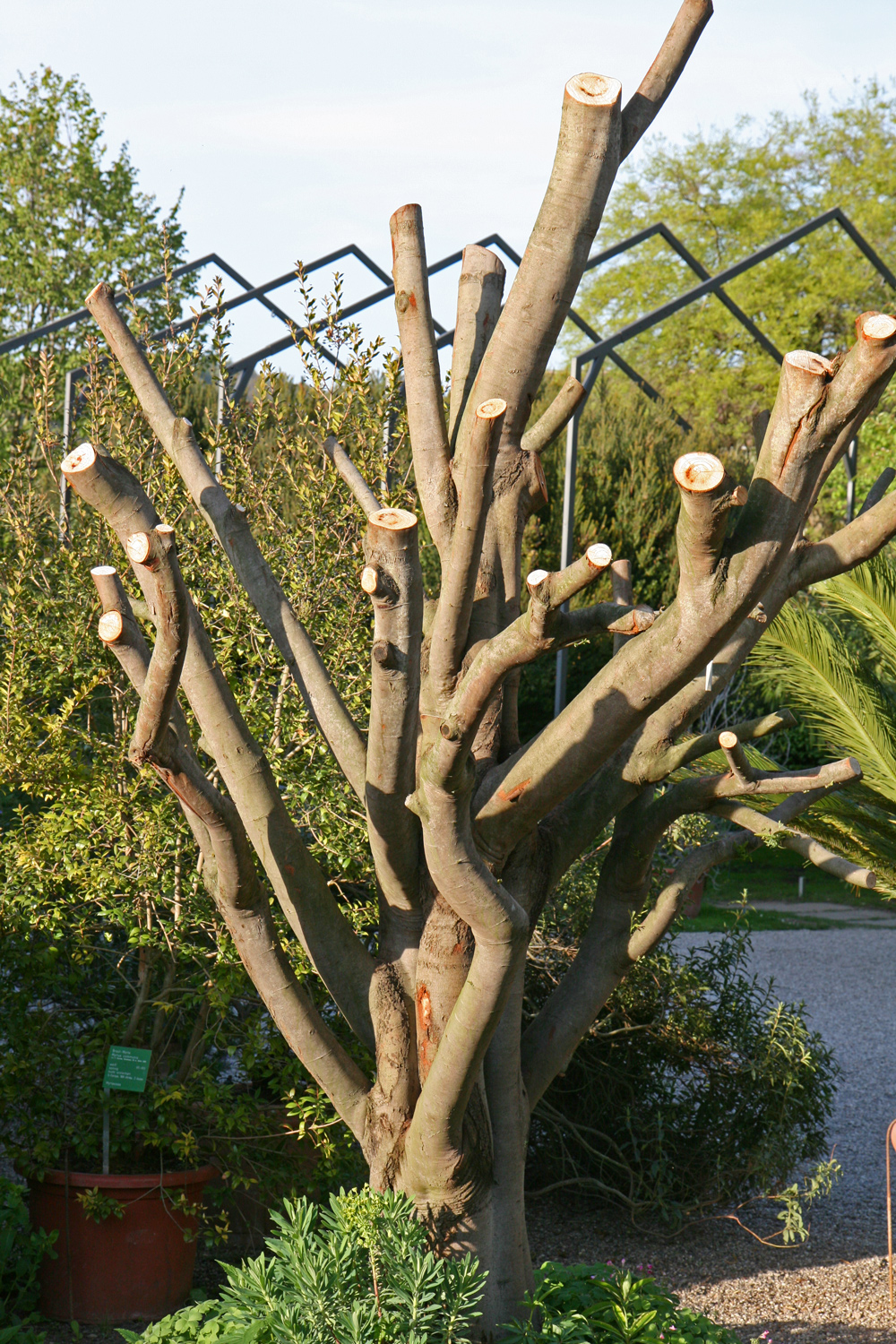 Acacia dealbata - Weinheim - April 2017