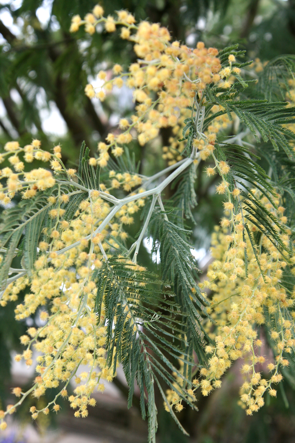 Acacia dealbata - Weinheim - April 2013