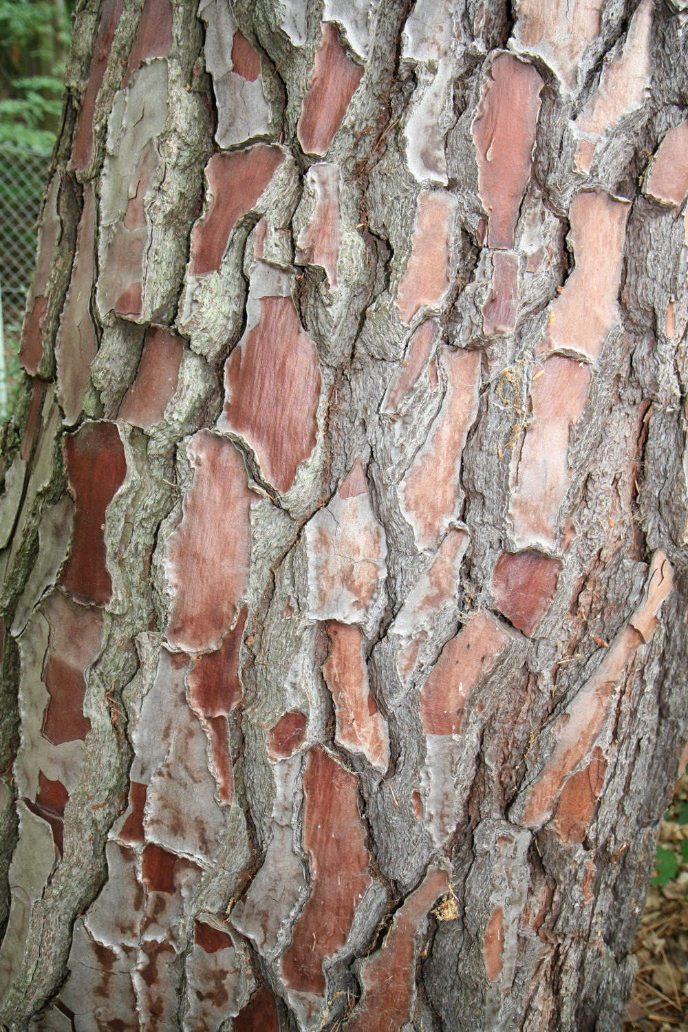 Pinus pinaster - Bad Gleisweiler - Juli 2011