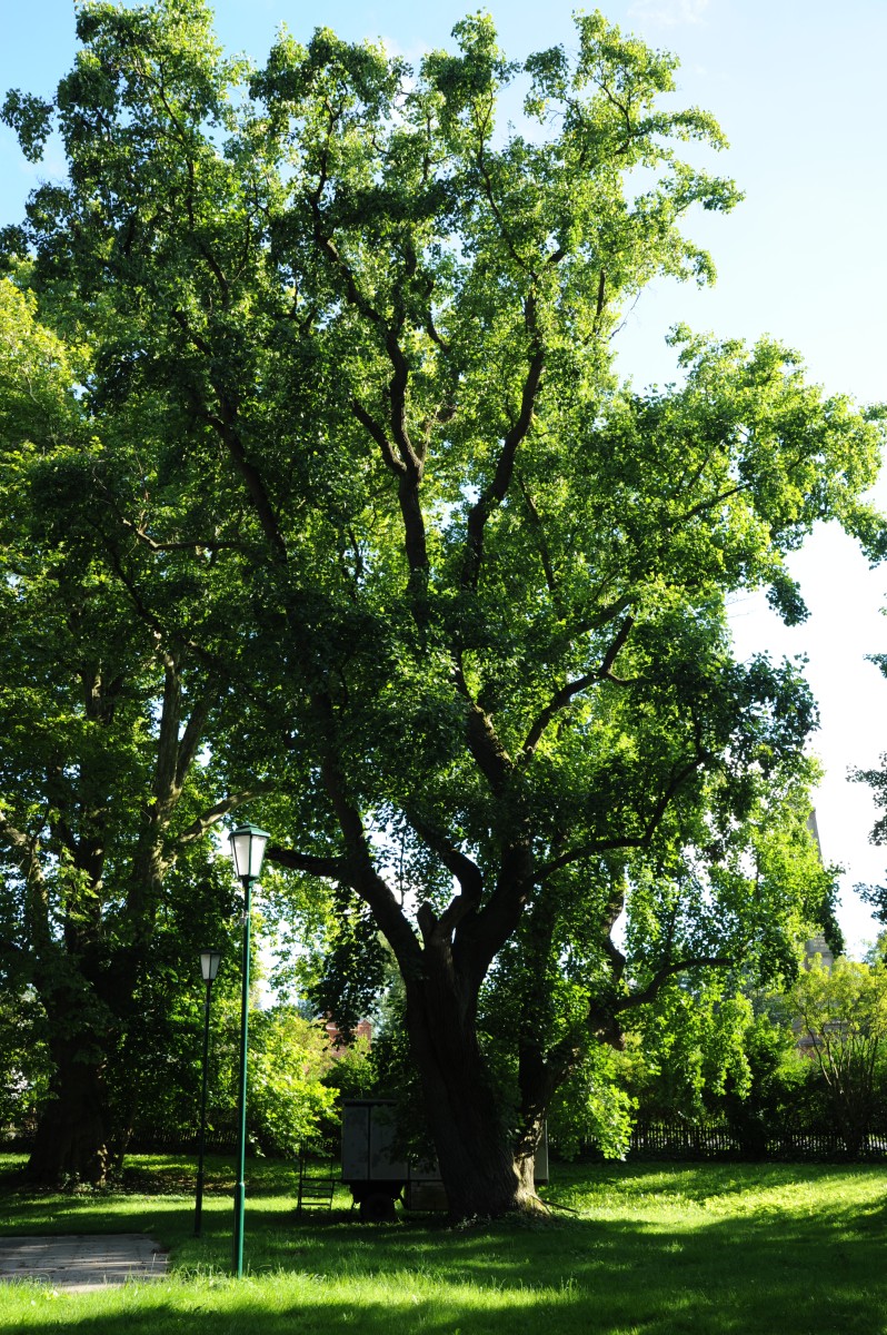 Liriodendron tulipifera