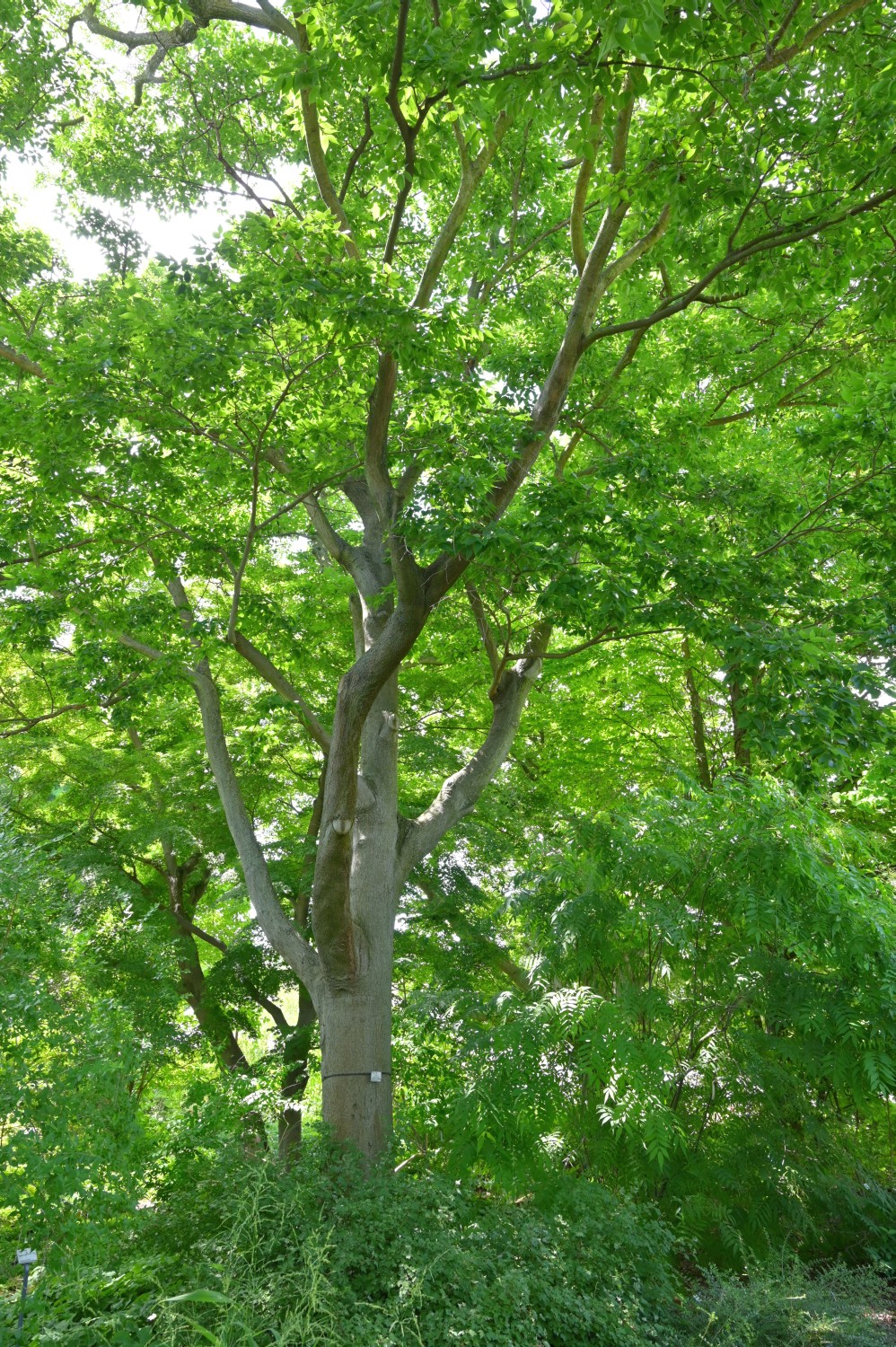 Celtis sinensis - Dresden Botanischer Garten - 2022