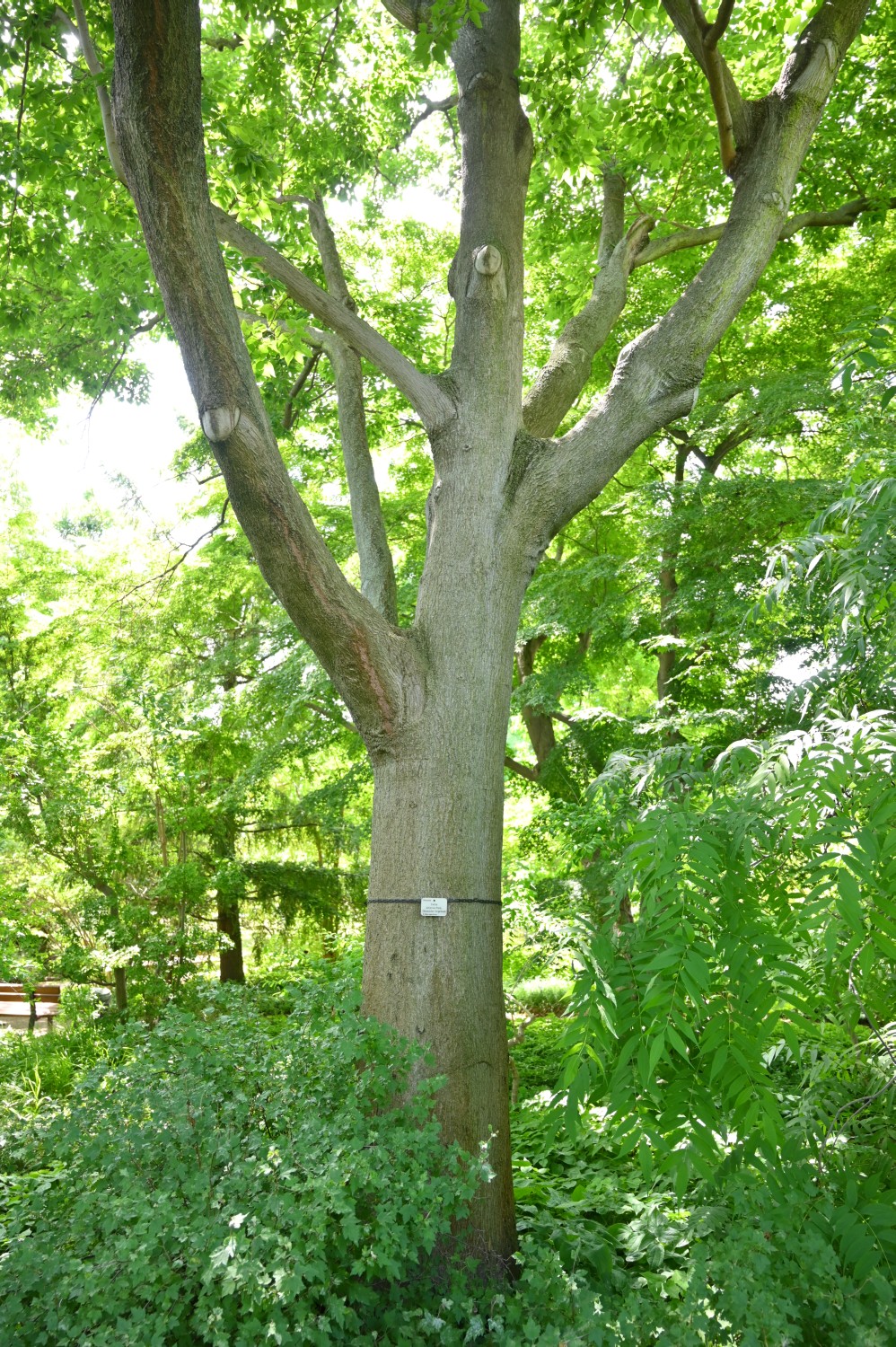Celtis sinensis - Dresden Botanischer Garten - 2022