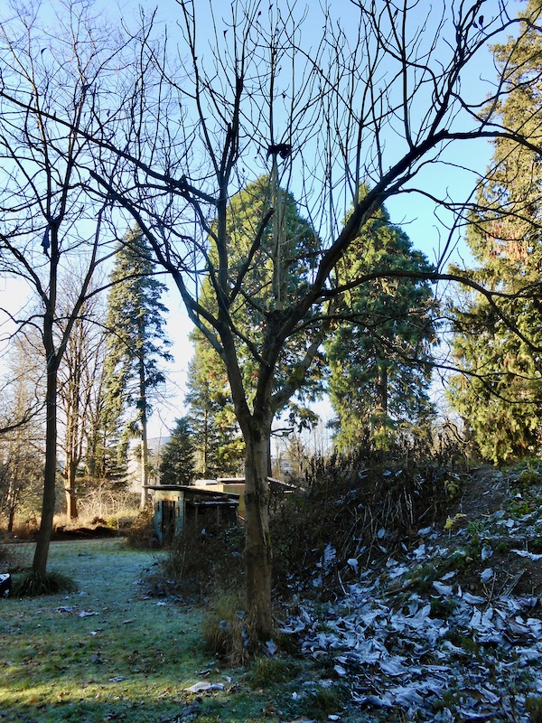 macrophylla Magnolia