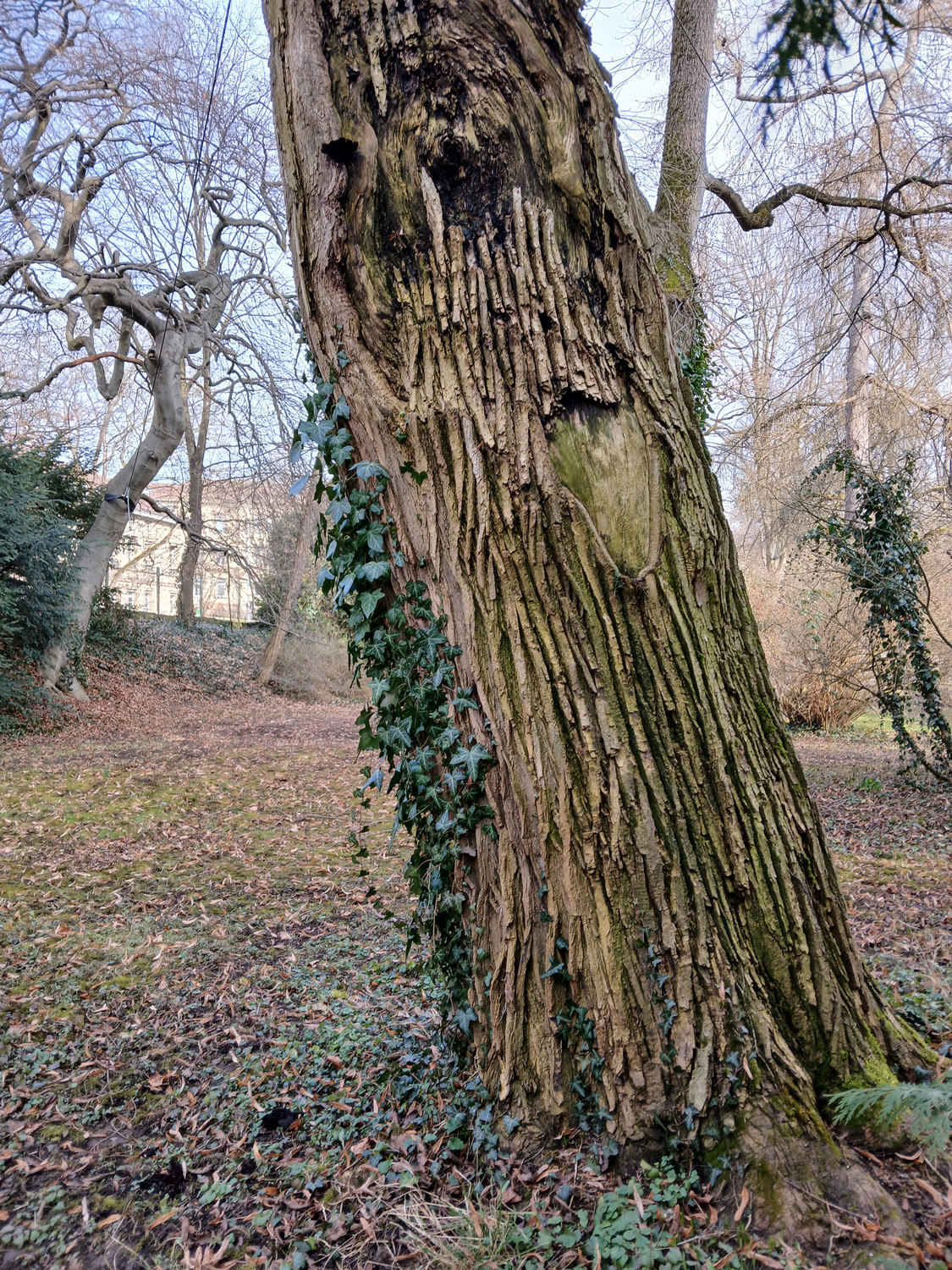 Styphnolobium japonicum - Alter Bot. Garten Tübingen - Feb. 2025