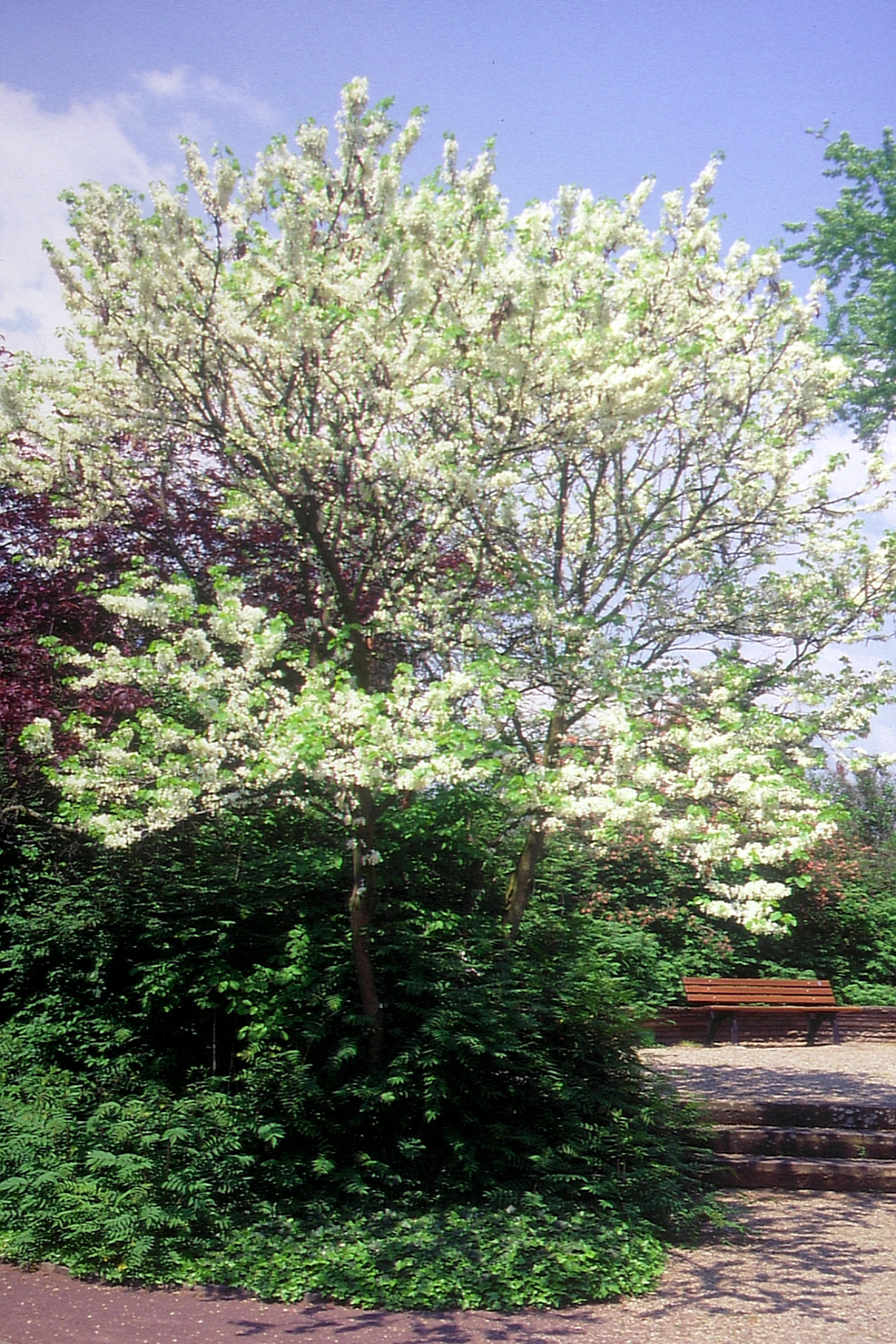 'Alba' Cercis siliquastrum