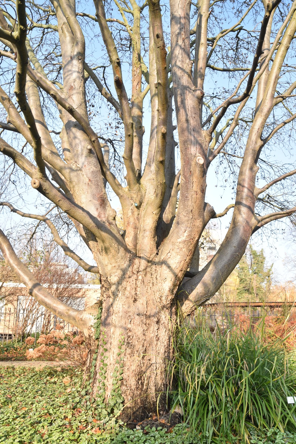 Sorbus intermedia - Potsdam, Freundschaftsinsel - November 2019